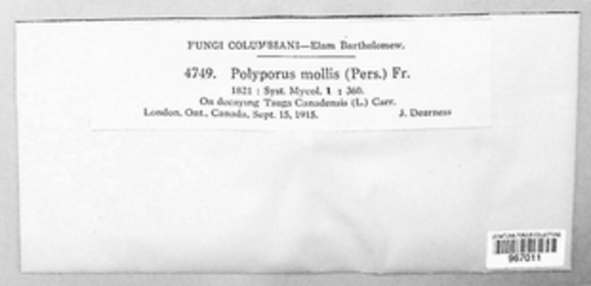 Polyporus mollis image